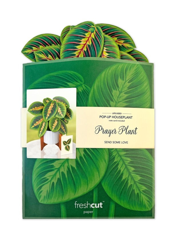 Prayer Plant (Pop-Up Greeting Card by FreshCut Paper LLC)