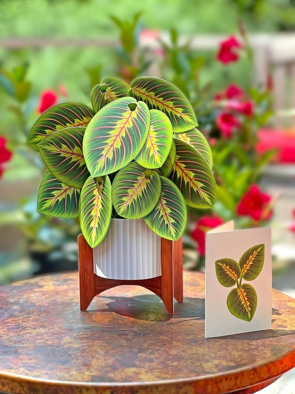 Prayer Plant (Pop-Up Greeting Card by FreshCut Paper LLC)