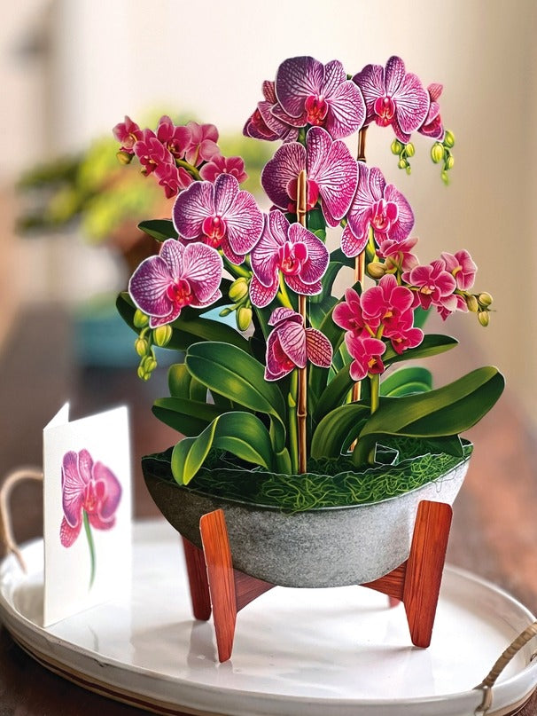 Orchid Oasis (Pop-Up Greeting Cards by FreshCut Paper LLC)